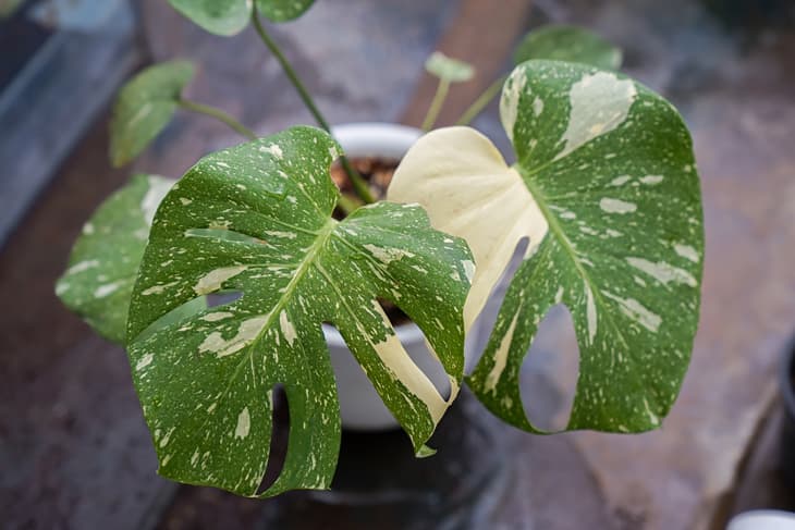A rare variegated plant that famous all around the world named “monstera thai constellation”.