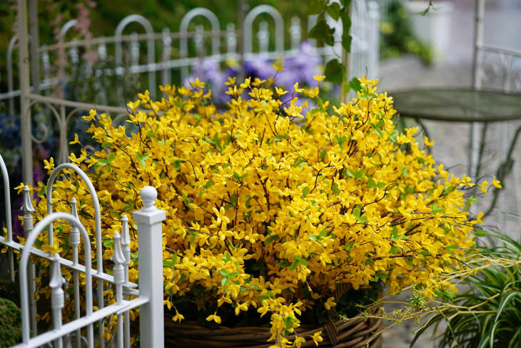 Yellow faux flower decorations plant