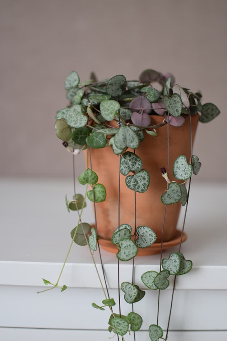 Ceropegia woodii or String of Hearts or Chain of Hearts, popular house plant in a terracota flower pot against brown wall on white table,