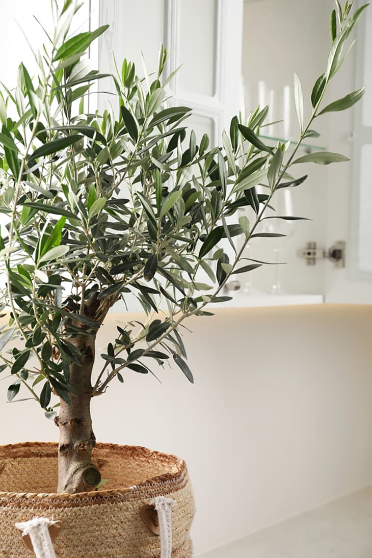 Beautiful potted olive tree near cupboard in kitchen