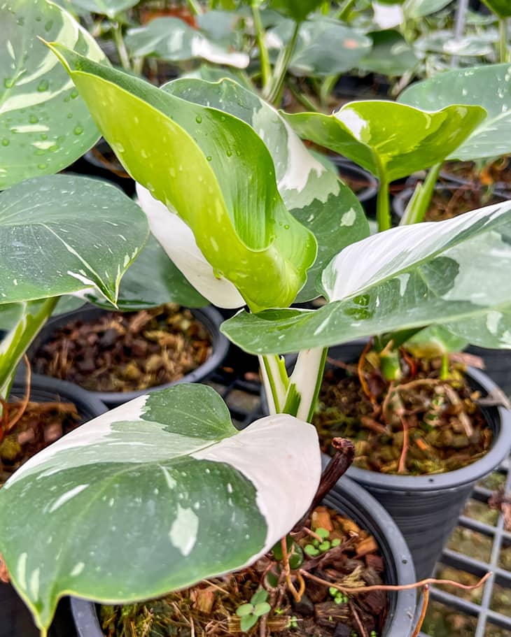 Philodendron White Wizard, tropical ornamental plant growth in the pot in the garden.