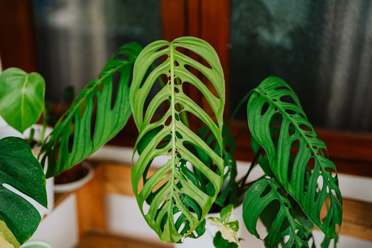 Monstera Esqueleto with 5 large leaf