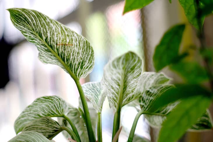 Close up of green leaf of philodendron birkin or new wave. Plant in a pot on the windowsill at home. indoor gardening.