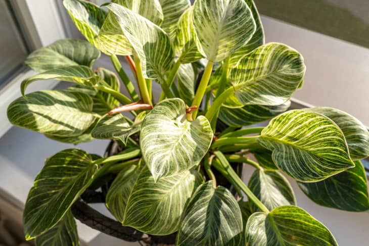 How to Care for Philodendron Birkin - Grow Guide | Apartment Therapy