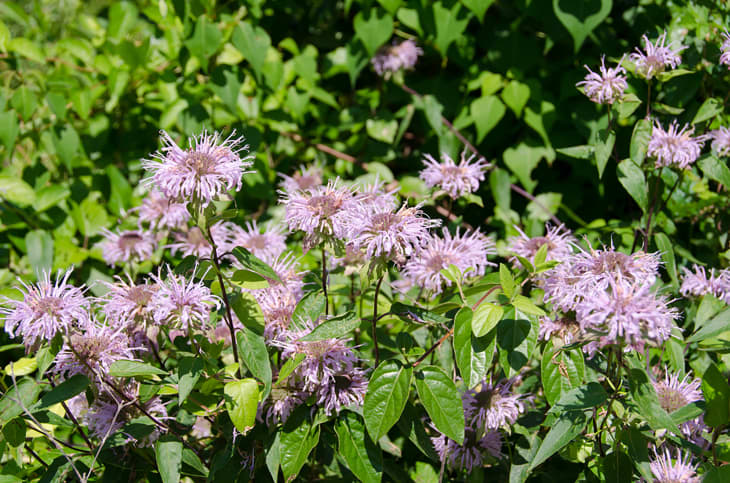 Bee balm, also known as Wild Bergamot, is in full bloom.