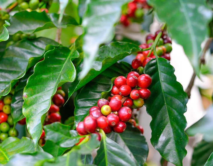 Coffee plants with coffee beans