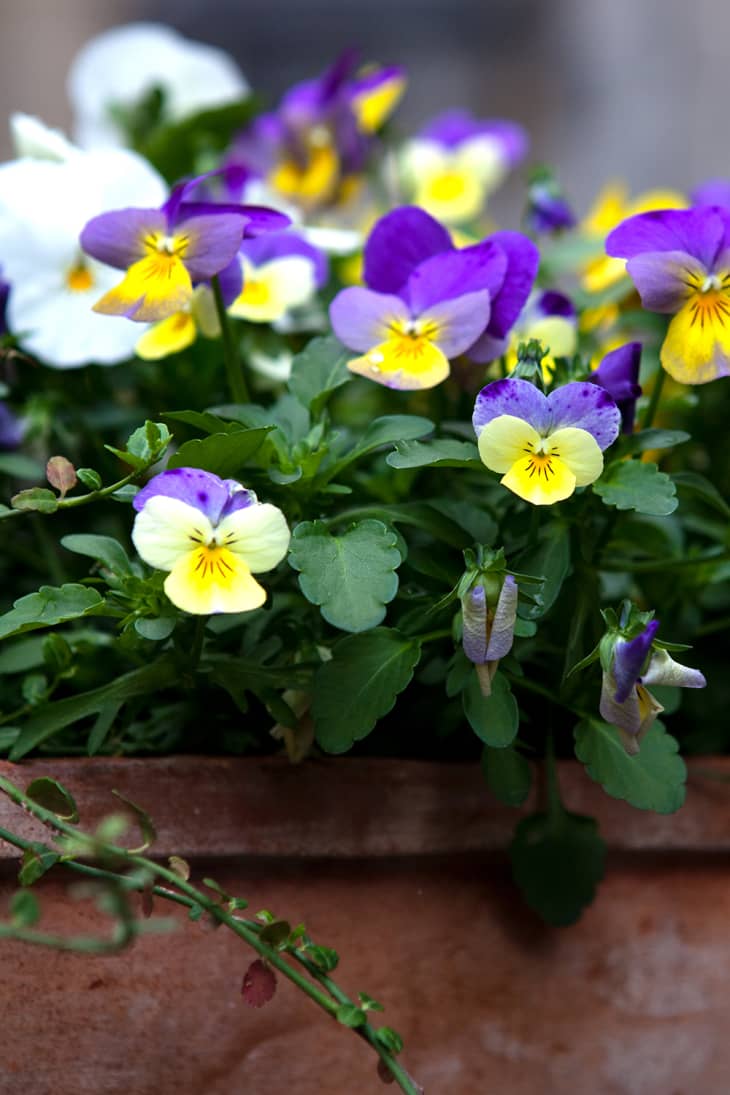 Pansy flowers in a rustic flower pot