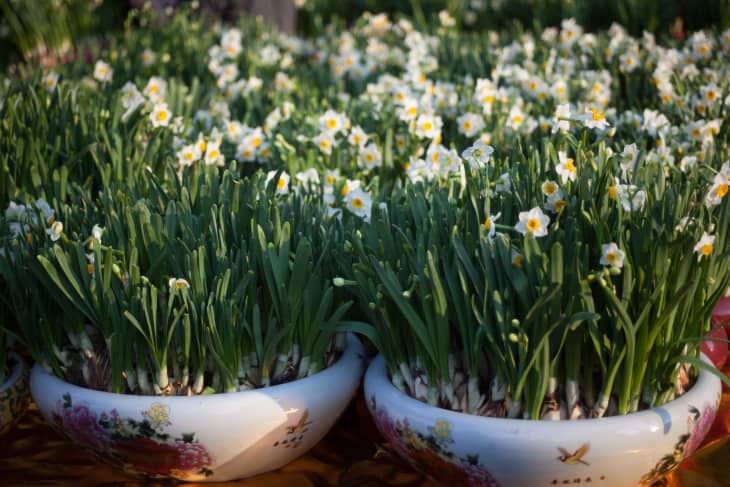 plants in chinese flower market, Narcissus tazetta, paperwhite, bunch-flowered narcissus, Bunch-flowered Daffodil, Chinese sacred lily, cream narcissus, joss flower, polyanthus narcissus