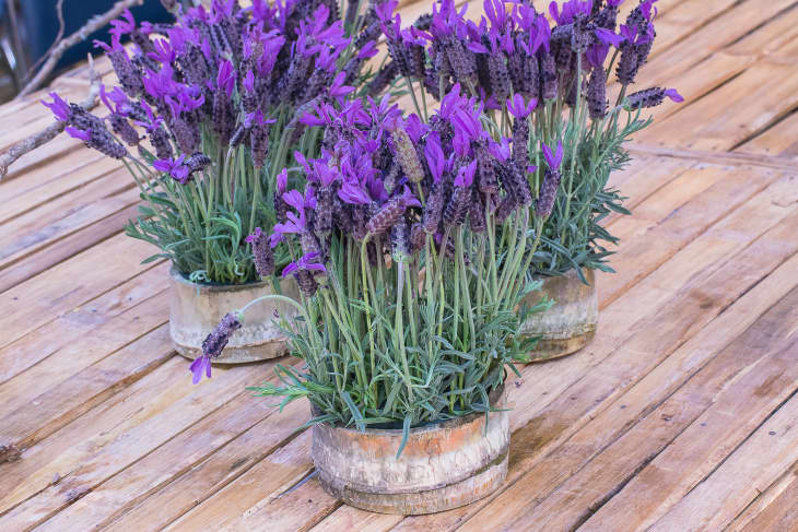 Beautiful Spanish/French lavender's flowers in bamboo pot.