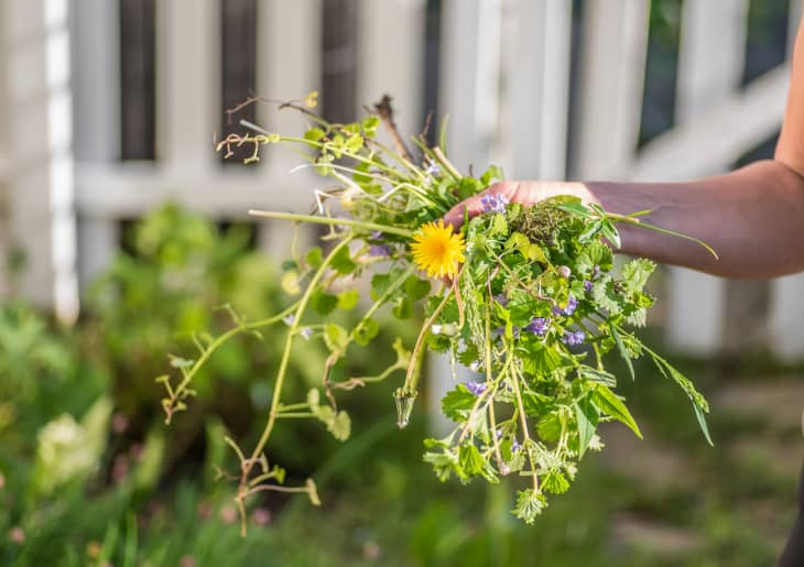 I'm a gardening expert – the bizarre reason you should be putting dish soap  on your lawn