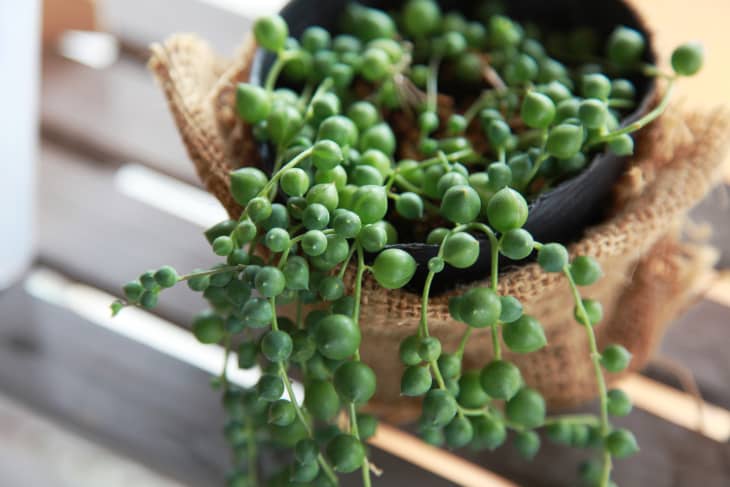 String of Pearls Plant Care - How to Grow & Maintain String of Pearls  Succulents | Apartment Therapy