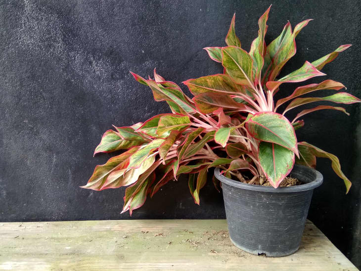 potted aglaonema plant