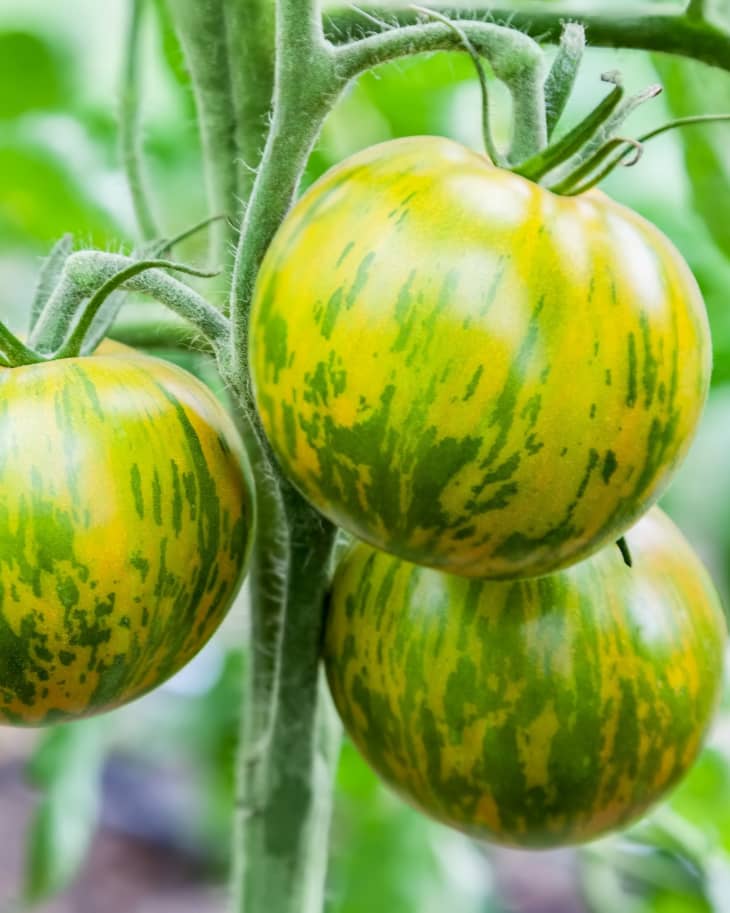 Striped tomatoes Green Zebra growing on branch, fresh tomatoes grow in a greenhouse