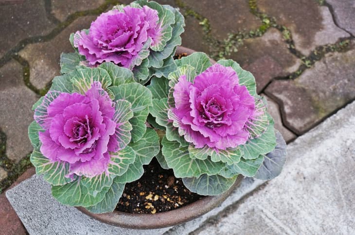 Ornamental cabbages in plant pot on the pavement