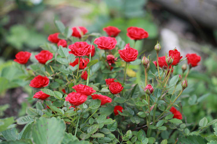 An excellent landscape with garden miniature roses. Bright well-groomed flowers in a beautiful garden. Summer bright colors