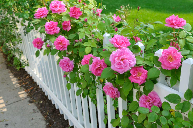 Pink roses climbing on white fence