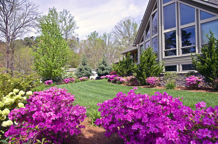 The front yard of a modern home showing the spring blooming azaleas.