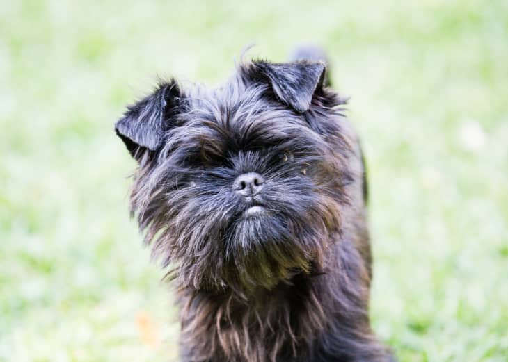 Dog breeds hotsell for small yards