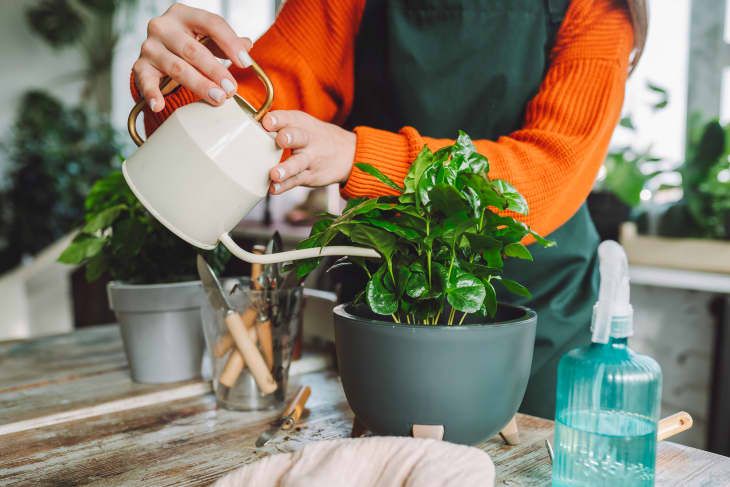 The 10 Best Kitchen Plants That'll Thrive in Any Space | The Kitchn