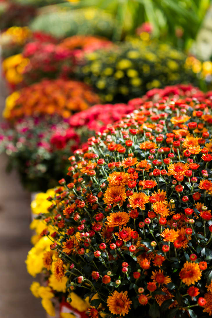 Chrysanthemum Growing Tips How To Grow Mums Apartment Therapy