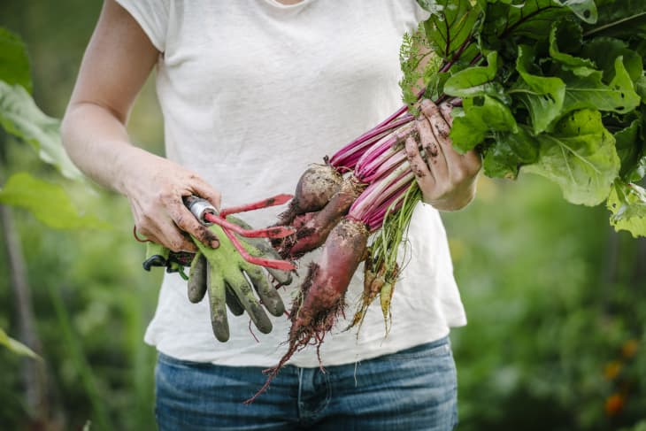 13 Vegetables to Plant in Early Spring | Apartment Therapy