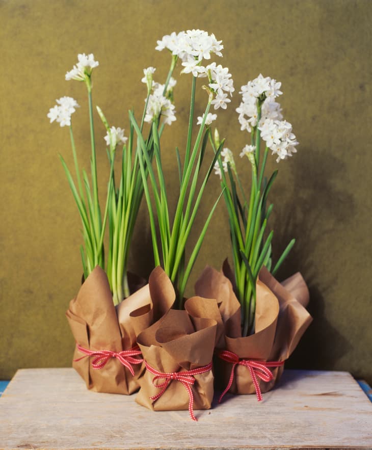 How to Grow Paperwhite Flowers Forcing Paperwhite Bulbs