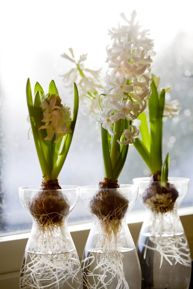 How to Force Bulbs Guide to Forcing Bulbs Indoors Apartment Therapy