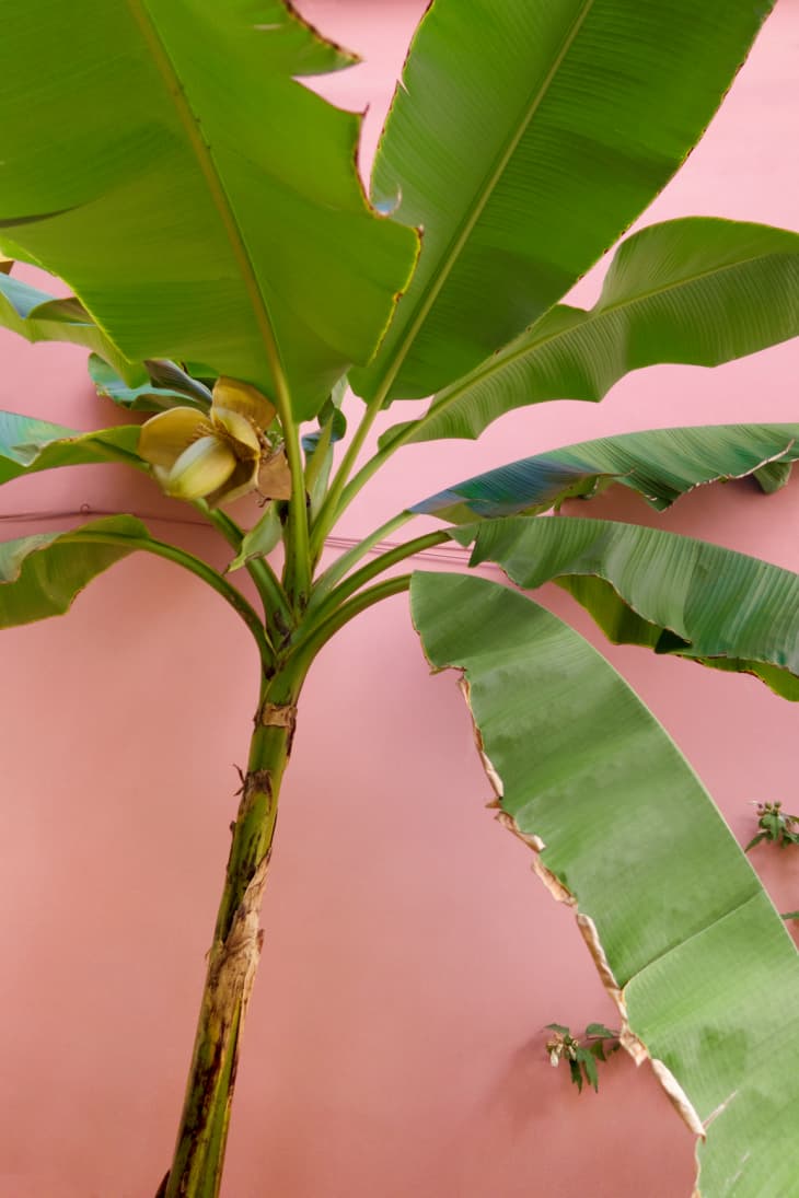 Banana Plant Care How to Grow & Maintain Banana Plants Indoors