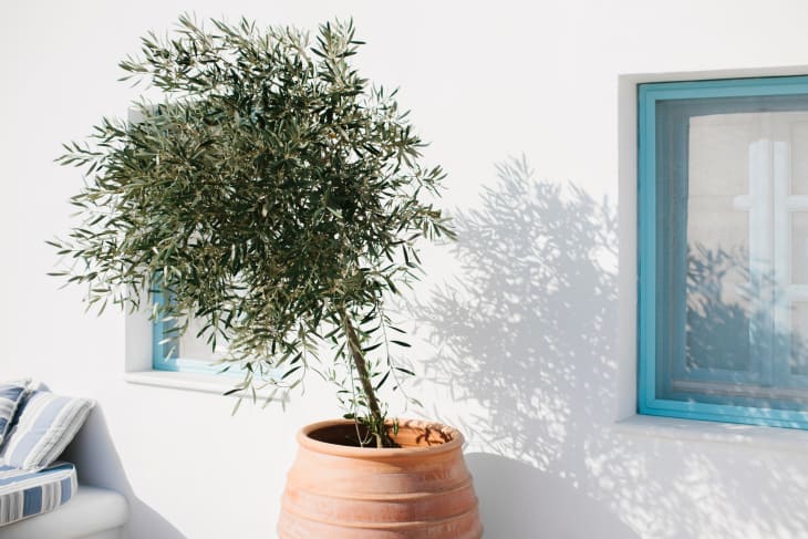 Trader Joe’s Is Selling Olive Trees Right Now | Apartment Therapy