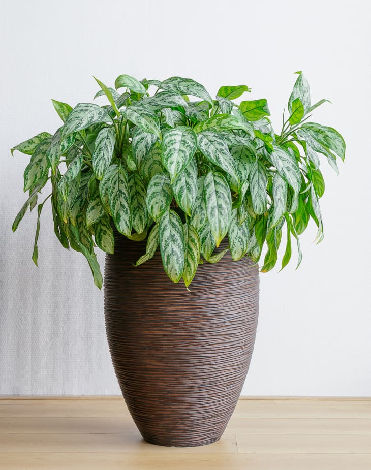 Chinese evergreen deals plant