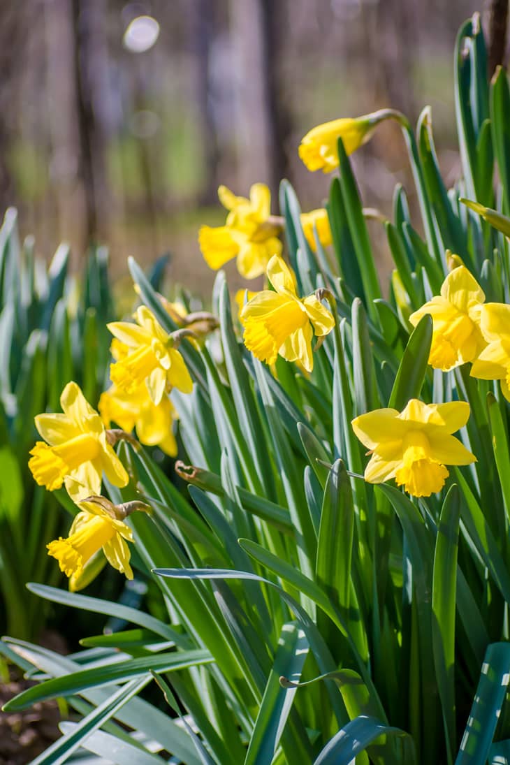 How to Grow Daffodils Apartment Therapy