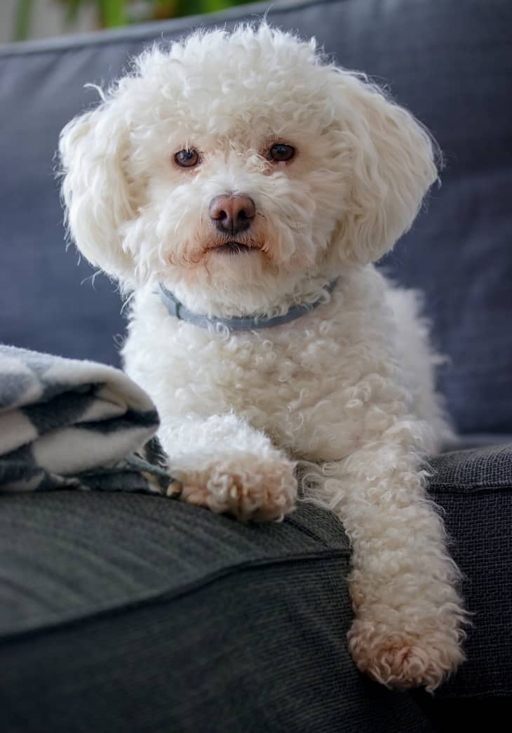 Small dogs for store indoors