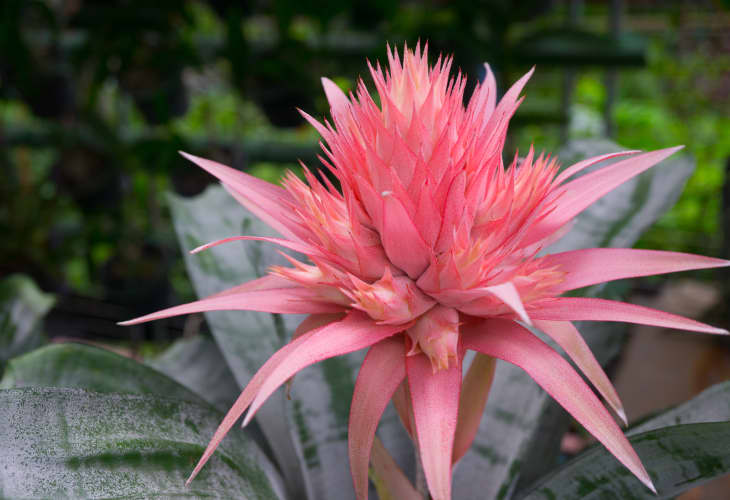 are bromeliads toxic to cats Candy Impressed