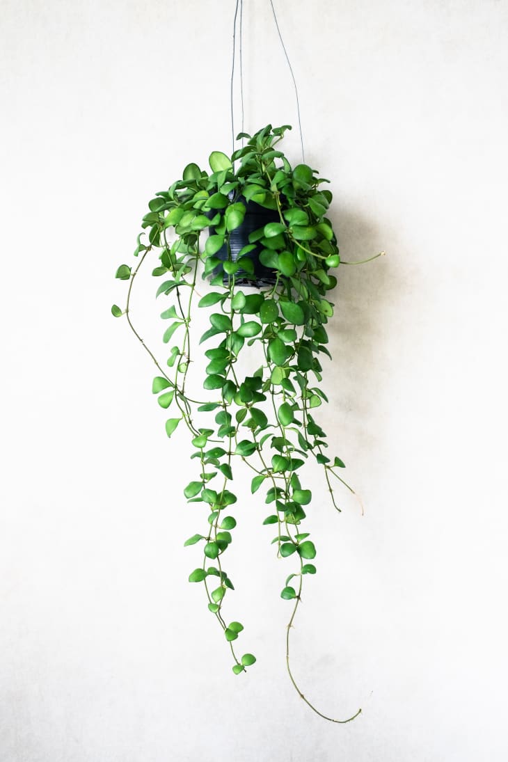 Plants for Hot Apartments - 7 Plants That Can Survive in Hot Apartments ...