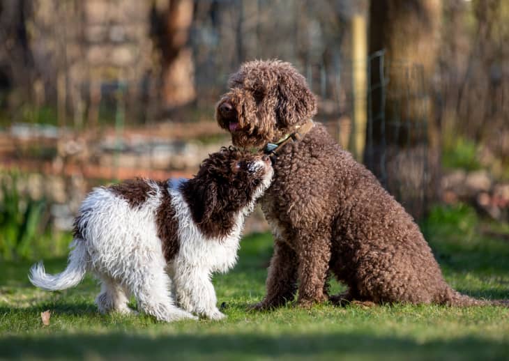 How To Stop A Dog From Itching Bug Bites