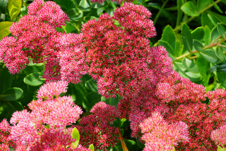 14 Fall Flowers to Plant in Pots (Mum, Marigolds & More) | Apartment ...