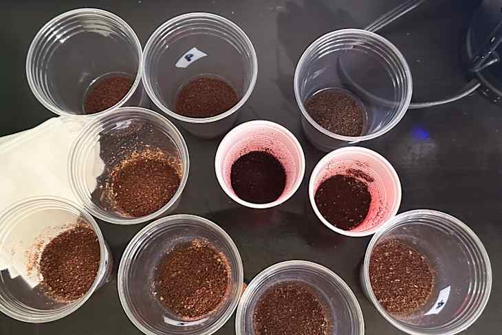 Ten plastic cups filled with coffee grounds arranged for testing.