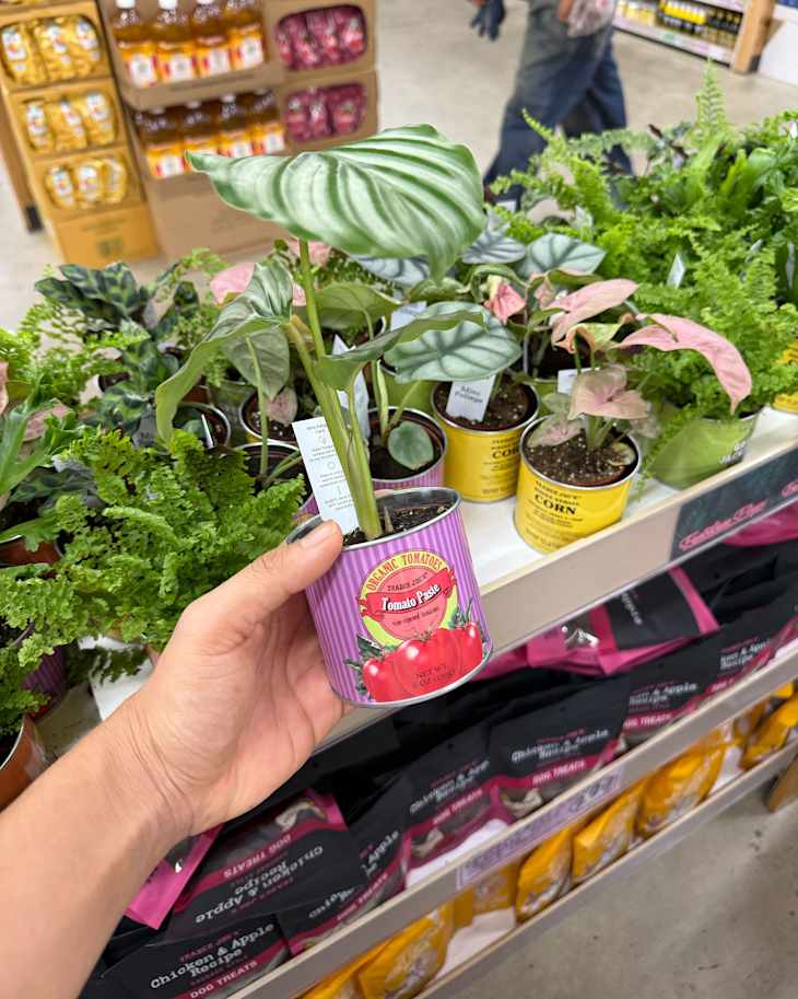 Trader Joe's Just Dropped a Mini $5 Living Decor Gem | The Kitchn