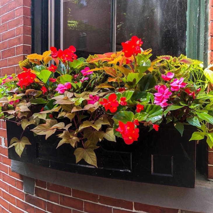 29 Window Box Flower Ideas (With Photos of Inspiring Plantings ...
