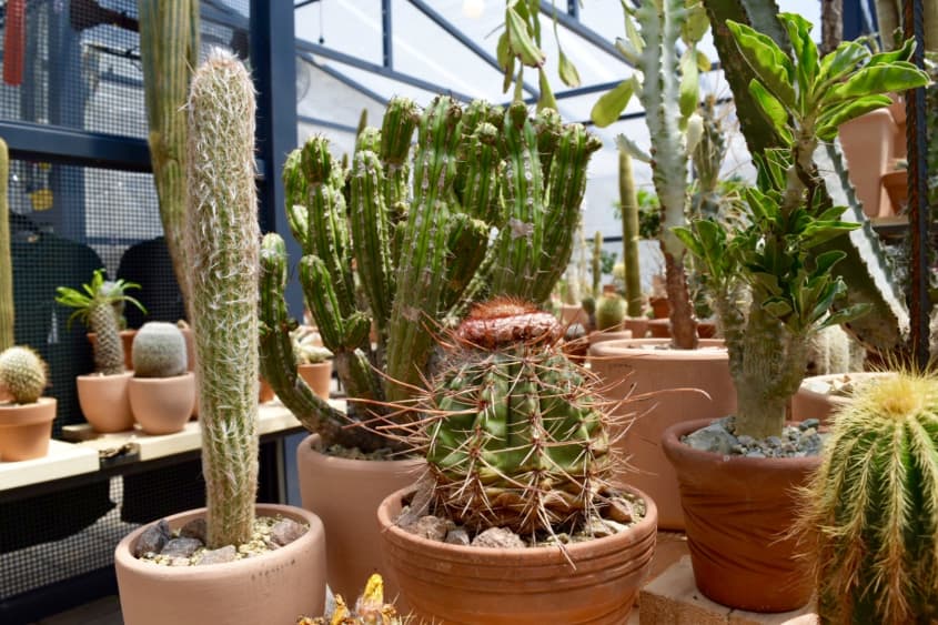 Cactus déco jardin - Organic Store