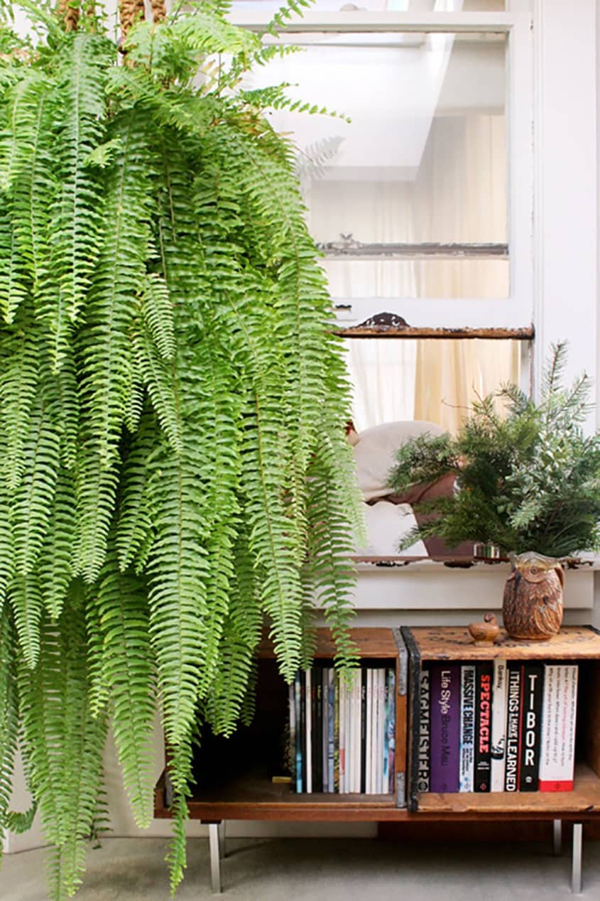 Beautiful Oversized Hanging Plants | Apartment Therapy
