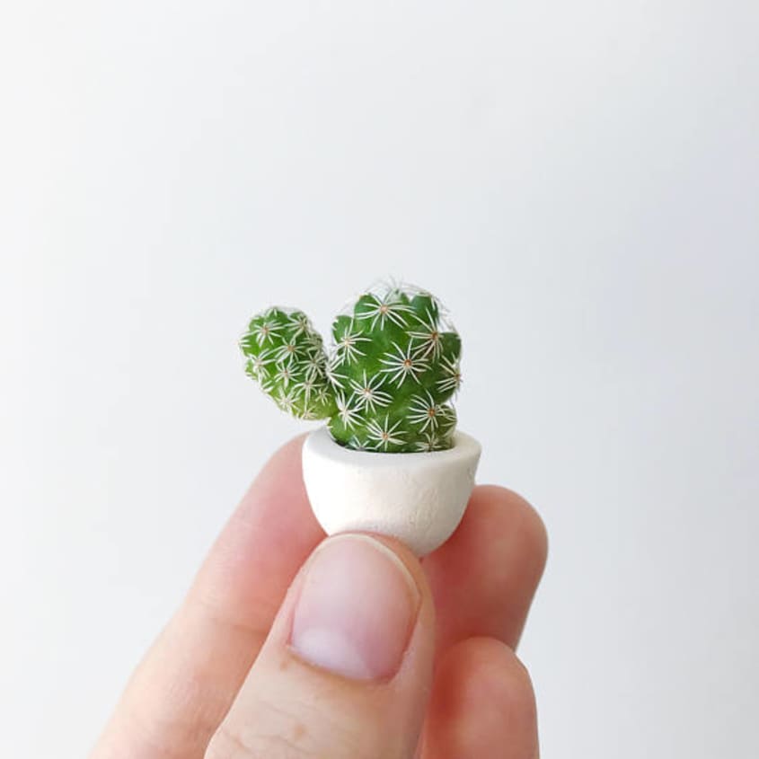 Micro Cacti Are The New Decor Trend | Apartment Therapy