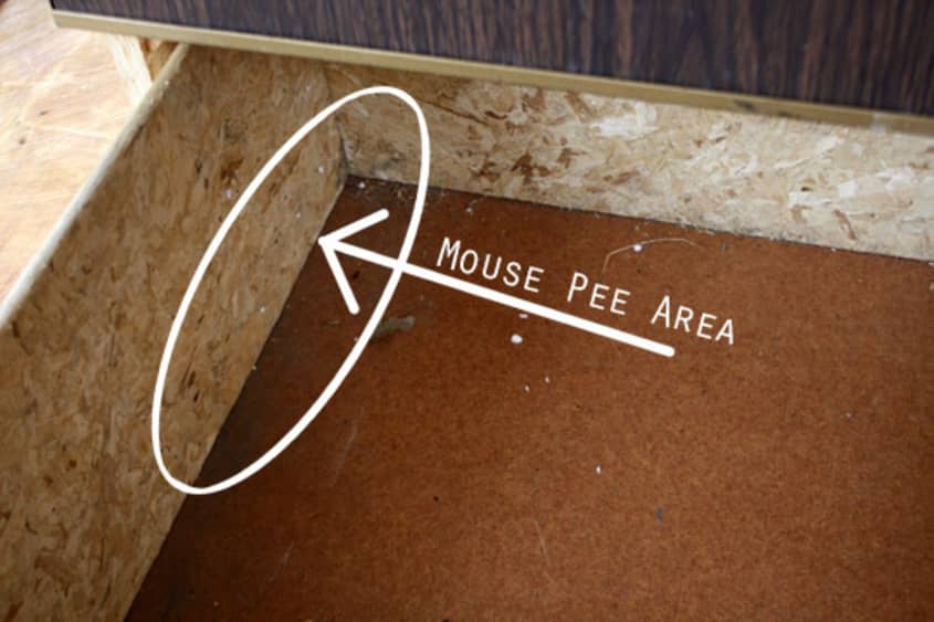 mature mouse in piss How To Get Mouse Pee Out Of Particle Board | Apartment Therapy