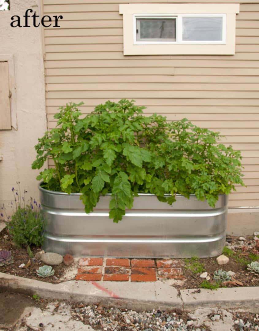 elephant bush plant Elephant Bush 2 inch by Succulents Box main image 0