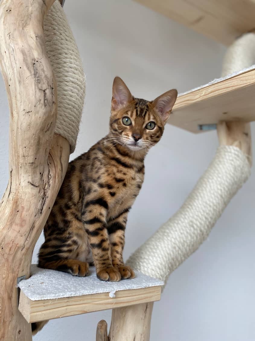 bengal cat seated on a cat tree