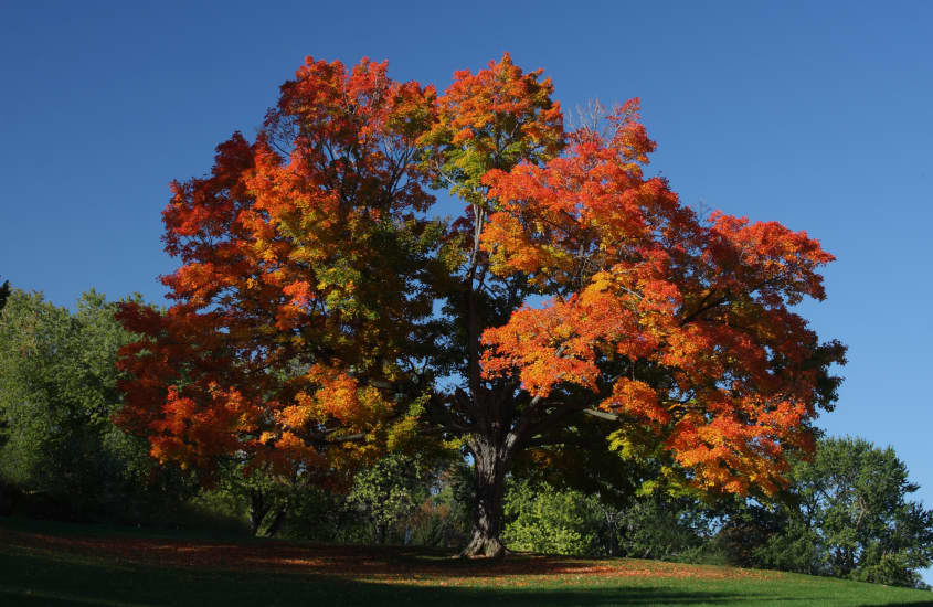 sugar maple tree with leaves that are turning red