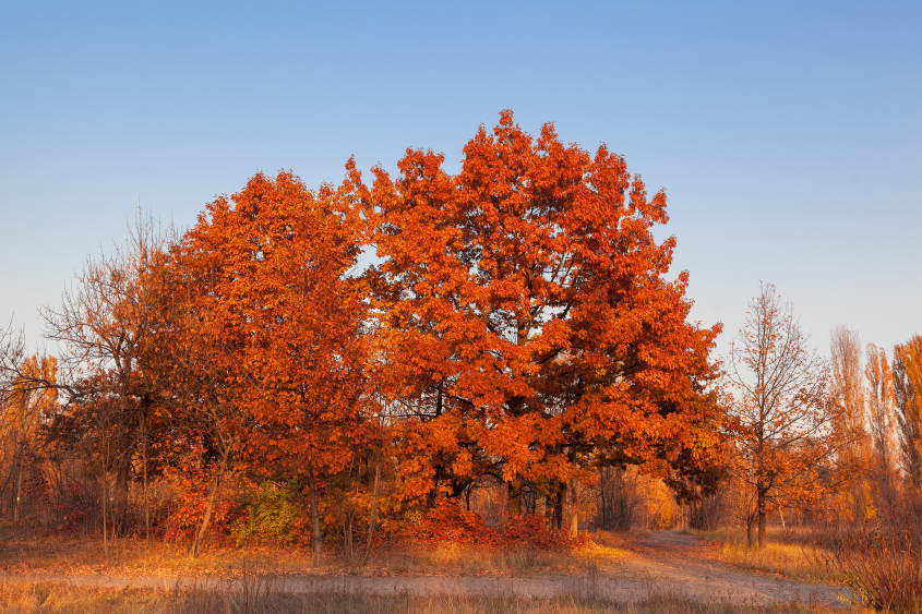 red oak tree in the fall