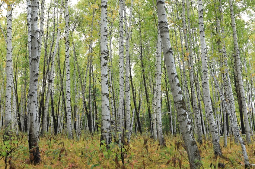 forest of white birch trees