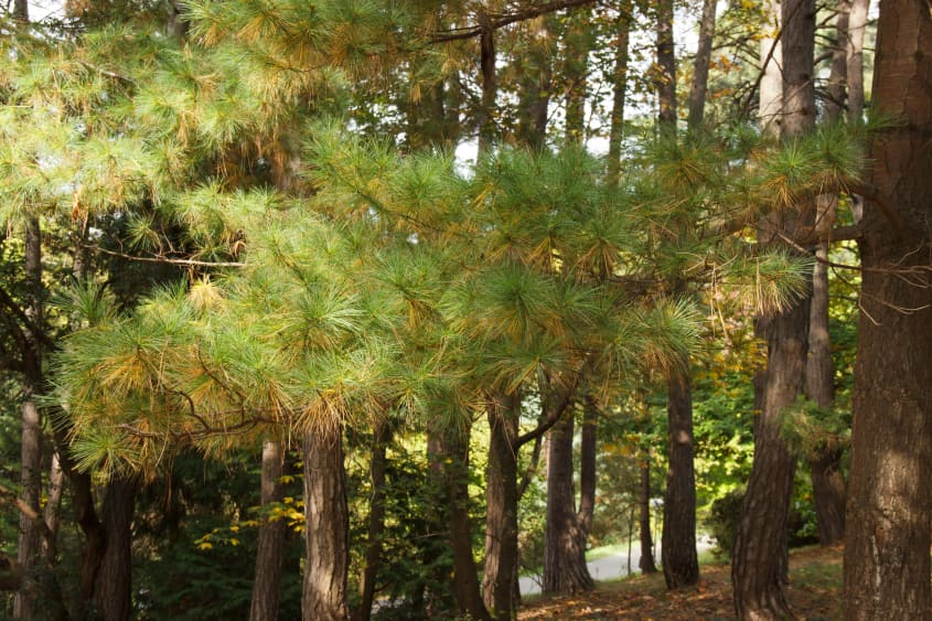 white pine trees in a wooded area