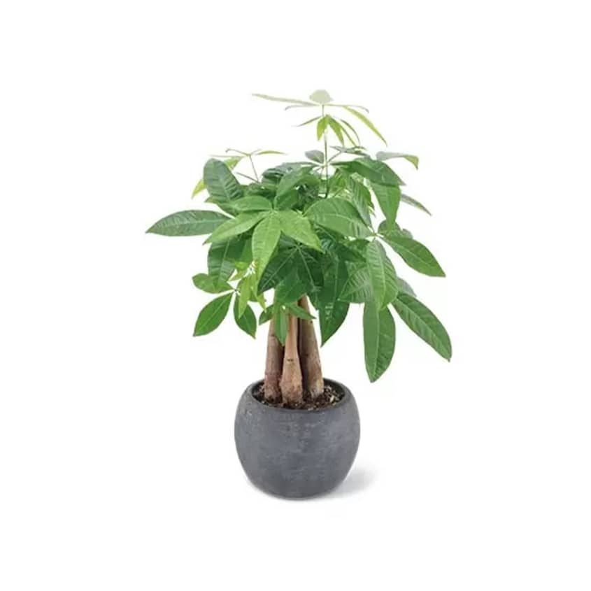 bolia botanique plant pot Gray Textured Flowerpot main image 1